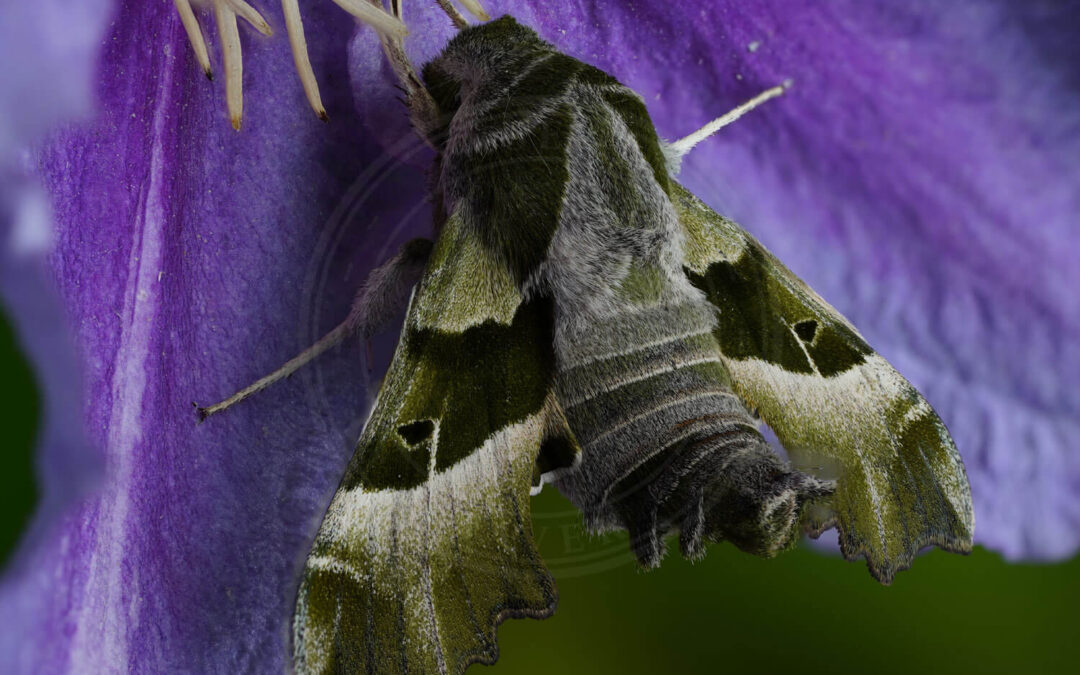 Natlyssværmer der sidder på lilla blomst