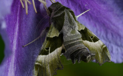 Natlyssværmer Proserpinus proserpina