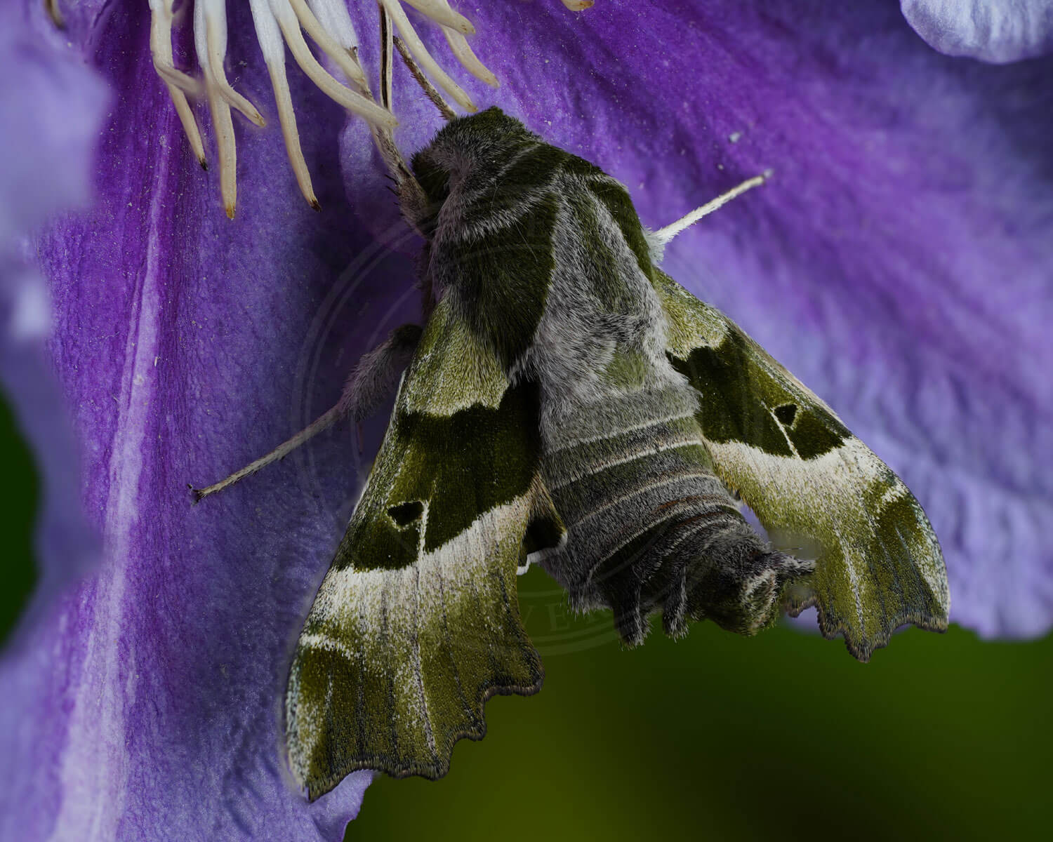Natlyssværmer der sidder på lilla blomst