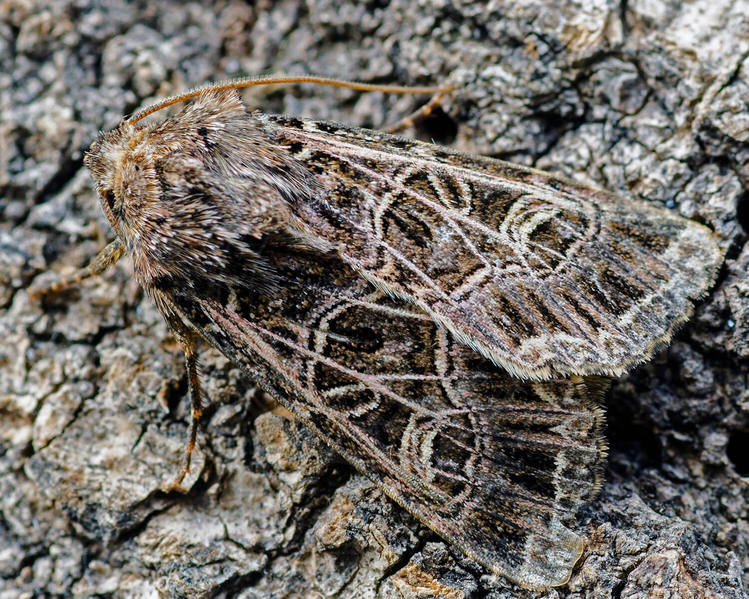 Netmønstret Nellikeugle der tydeligt kan sidde på bark uden at blive opdagtet