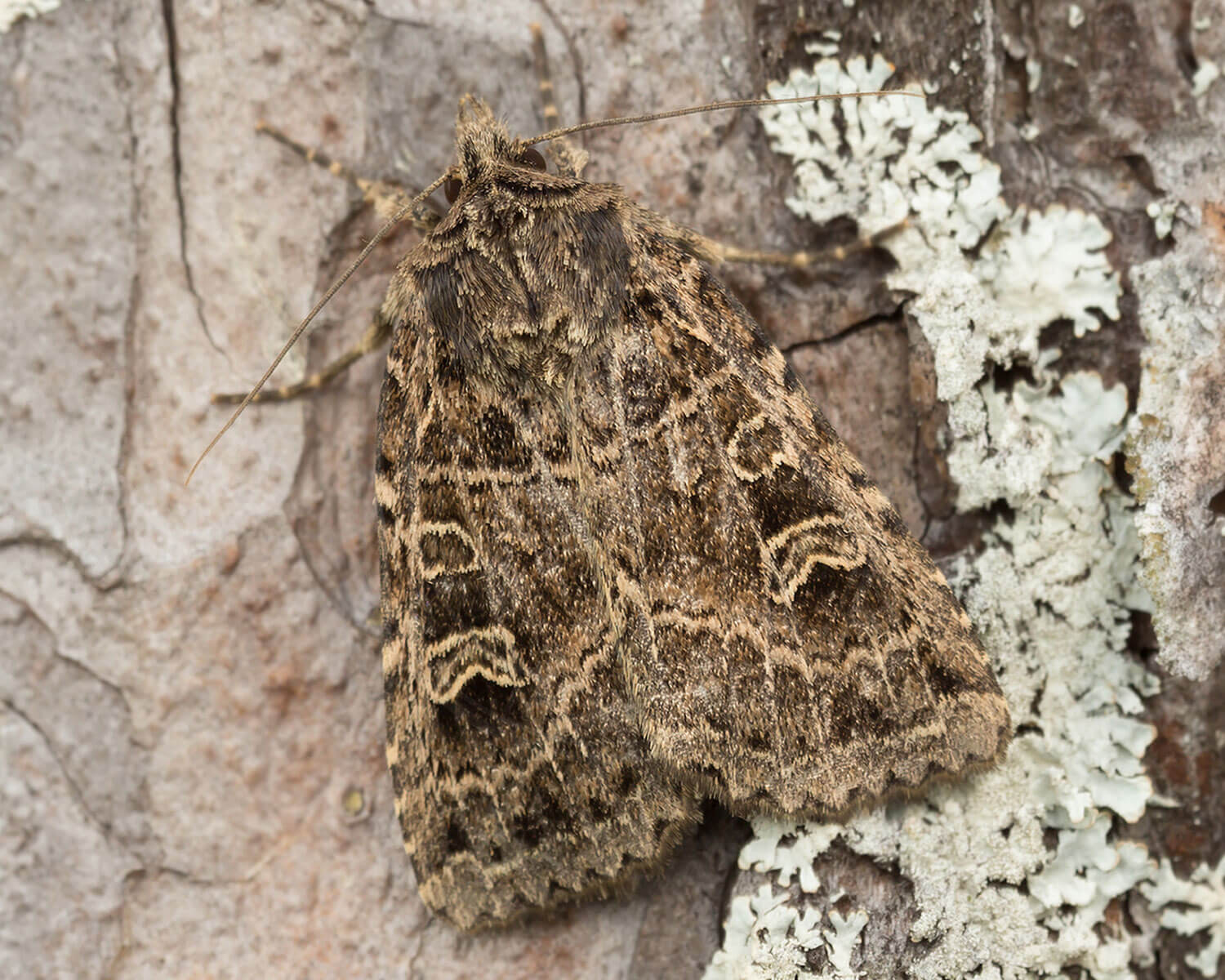 Netugle der sidder på bark