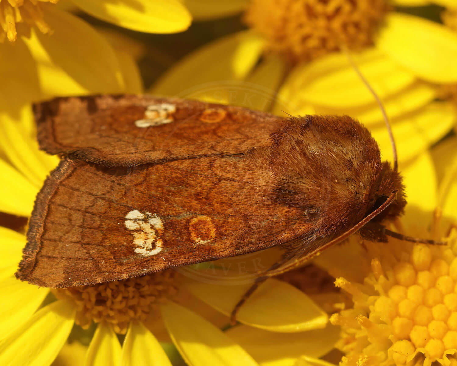 Øje Græsugle på gule blomster
