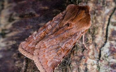 Okkerrød Aprilugle Cerastis rubricosa