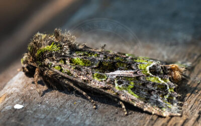 Olivengrøn Jordugle Anaplectoides prasina