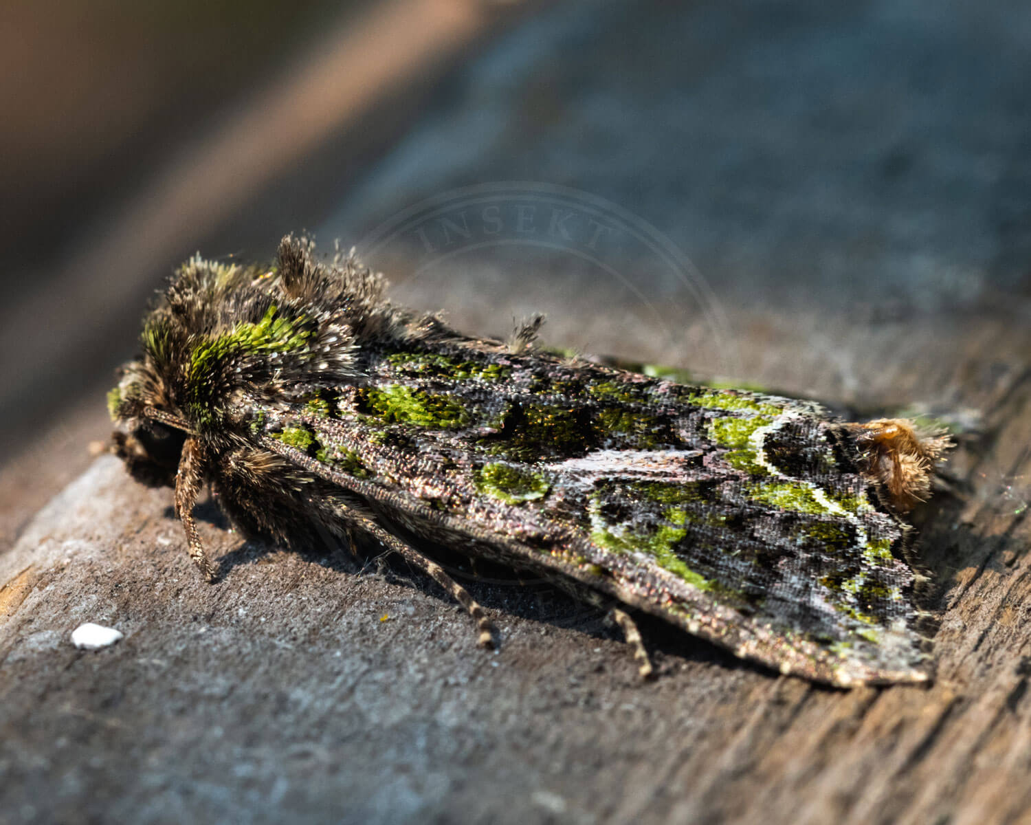 Olivengrøn Jordugle – Anaplectoides prasina