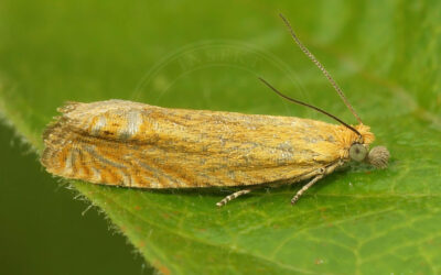 Perikonvikler Lathronympha strigana