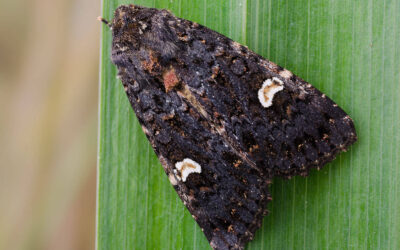 Pileurtugle Melanchra persicariae