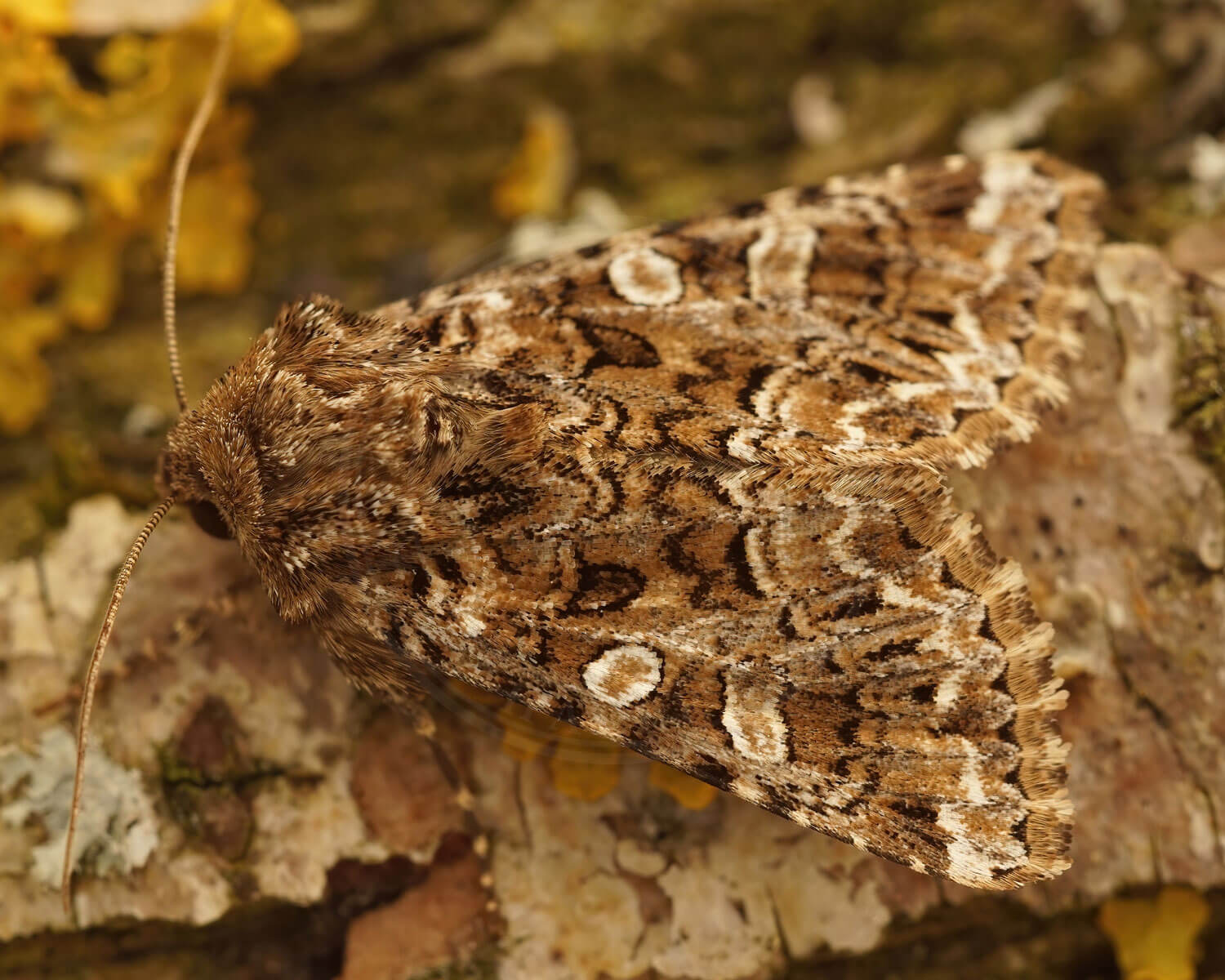 Pilplet Ugle som man næste ikke kan ane i forhold til barken