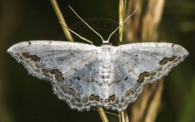 Pyntelig Løvmåler Scopula ornata