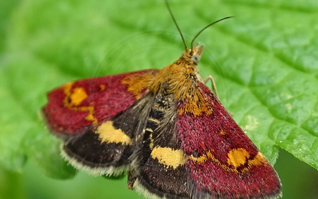 Pyrausta aurata i sine smukke farver