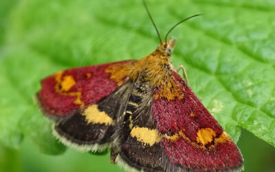 Pyrausta aurata Pyrausta aurata