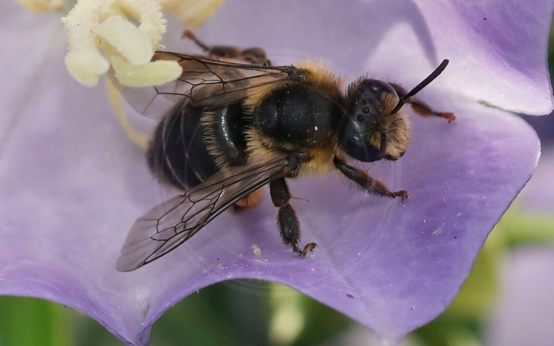 Rødhalet Høstbi på lilla blomst