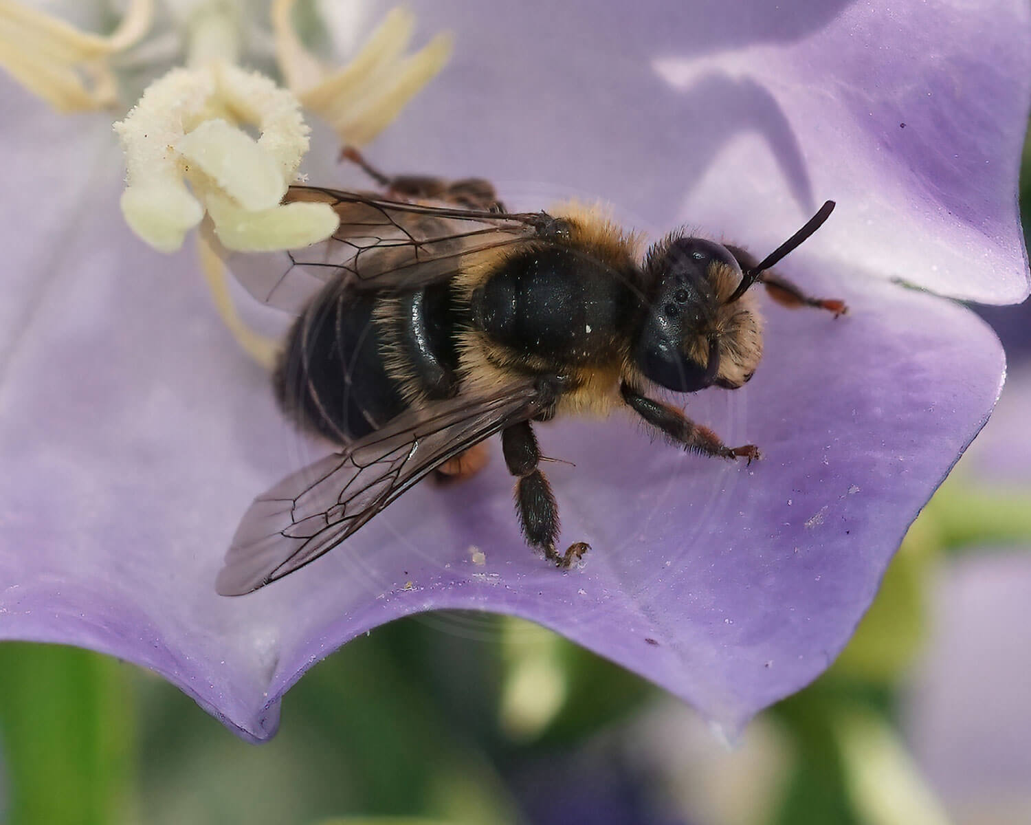 Rødhalet Høstbi på lilla blomst