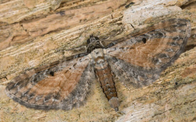 Rustdværgmåler Eupithecia icterata