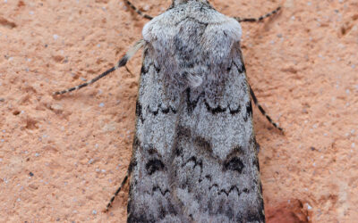 Sand-Pelsugle Agrotis cinerea