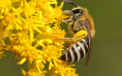 Sandsilkebi Colletes fodiens