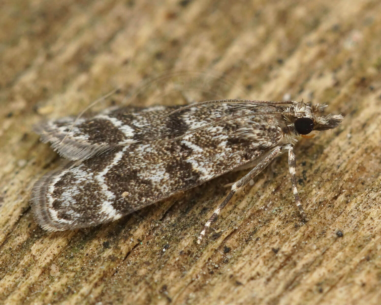 Scoparia ambigualis set fra siden