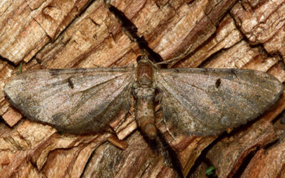 Skærmplantedværgmåler Eupithecia trisignaria