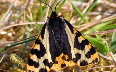 Skjold Træk-Ugle Heliothis peltigera