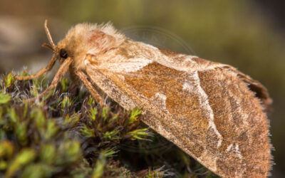 Skræpperodæder Triodia sylvina