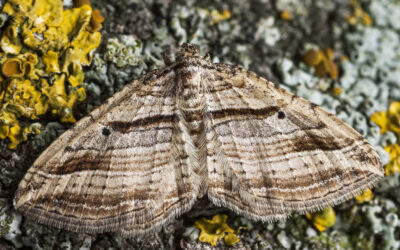 Skyggeliniemåler Costaconvexa polygrammata