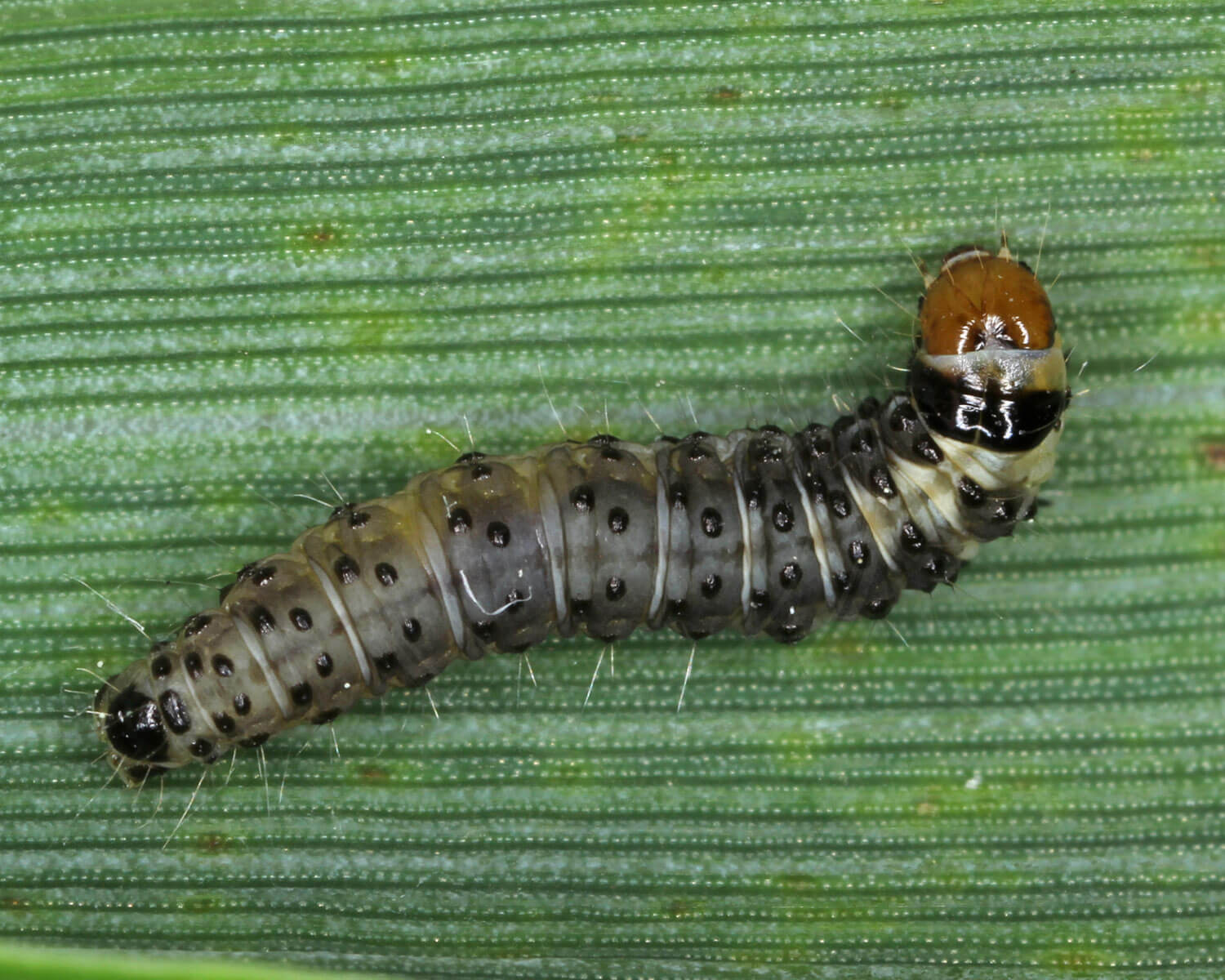 Skyggevikler på grønt blad