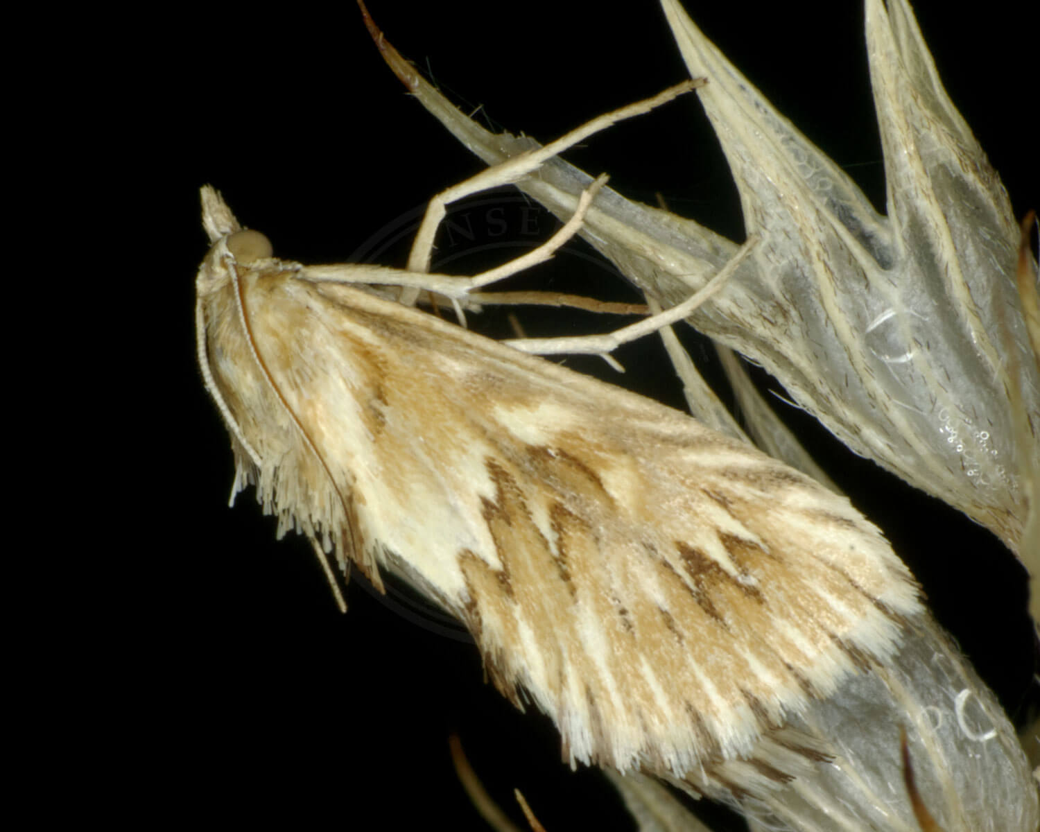 Slangehovedhalvmøl som man mest ser om natten