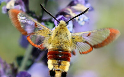 Smalrandet Humlebisværmer Hemaris tityus