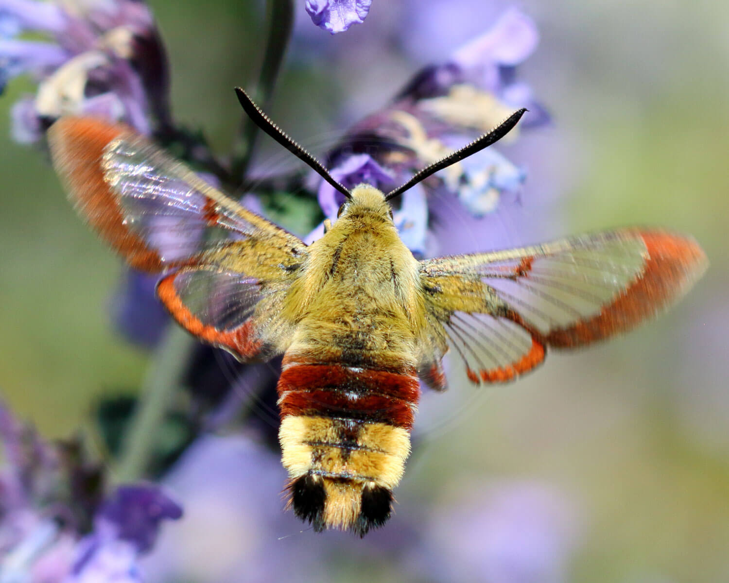 Smalrandet Humlebisværmer med flotte vinger