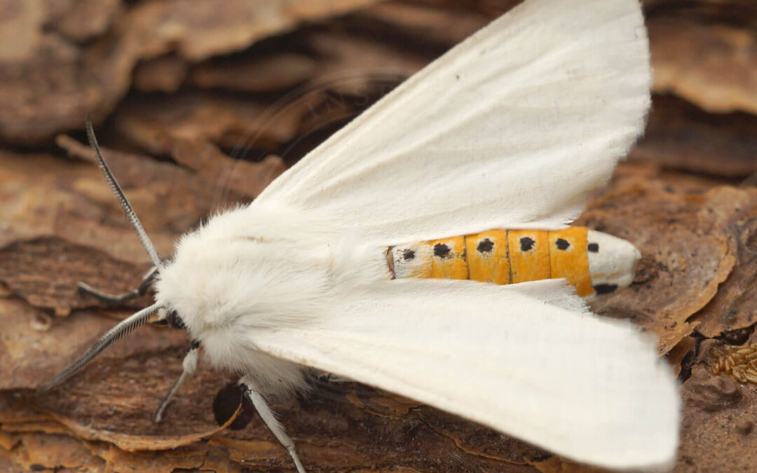 Snehvid Tigerspinder med de flotte hvide vinger og den gule krop