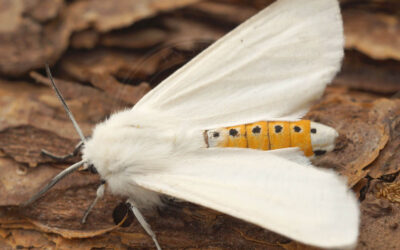 Snehvid Tigerspinder Spilosoma urticae