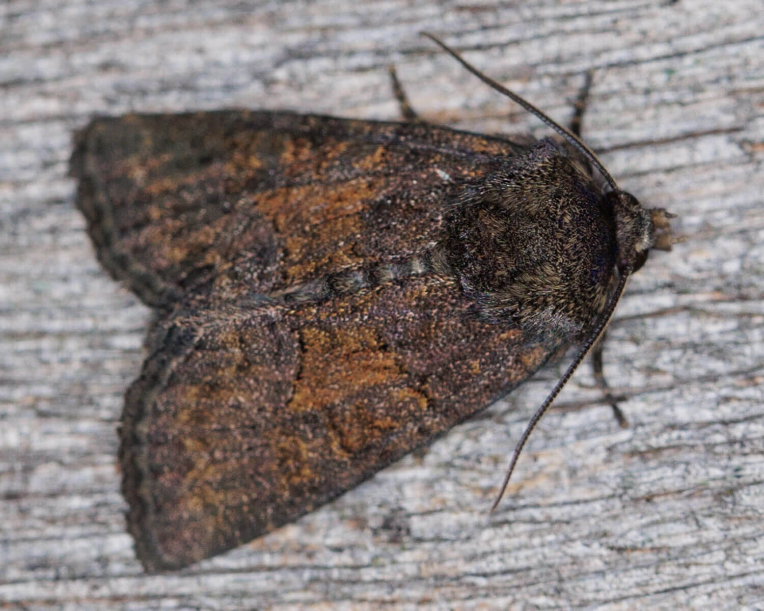 Natsommerfuglen Sølle Tyv - sjovt navn