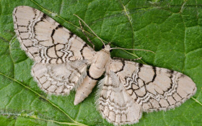 Sortåret Dværgmåler Eupithecia venosata