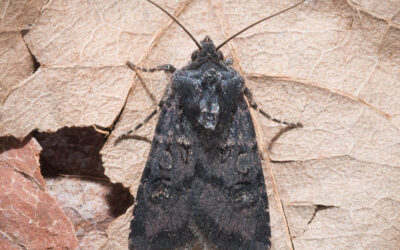 Sortagtig Ugle Euxoa nigricans
