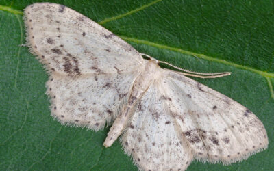 Sortplettet Løvmåler Idaea dimidiata