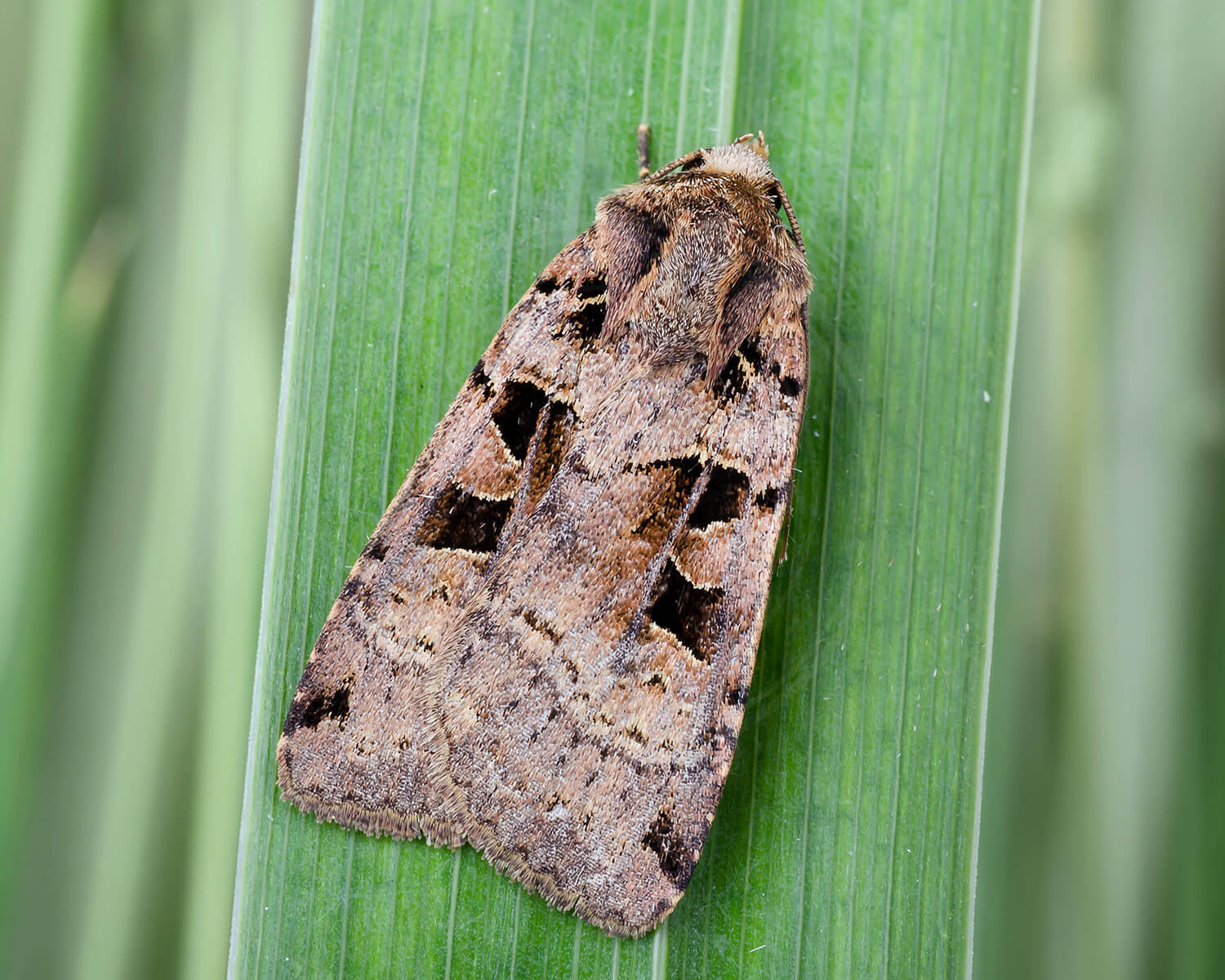 Sortplettet Skovugle på aflangt blad