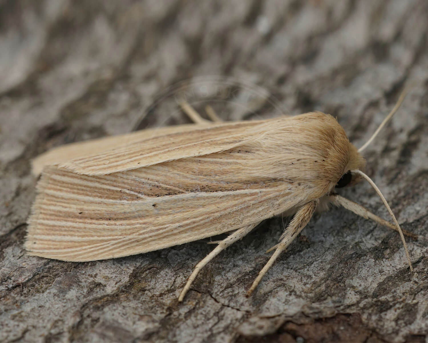 Sortstribe Græsugle - med tydelige stribber