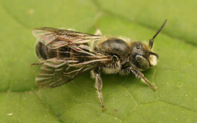 Stor Saksebi Chelostoma rapunculi