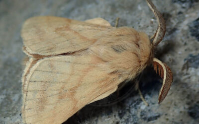 Strand-Ringspinder Malacosoma castrensis