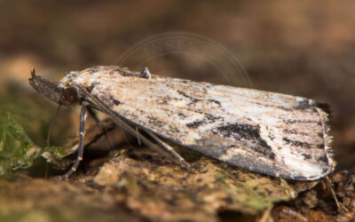 Streg-Snudeugle Schrankia costaestrigalis