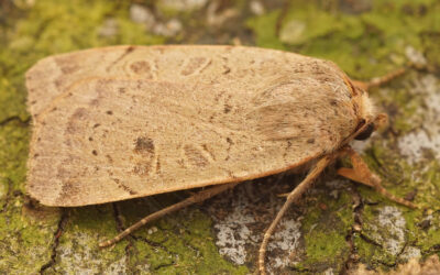 Svagtskygget Smutugle Noctua comes