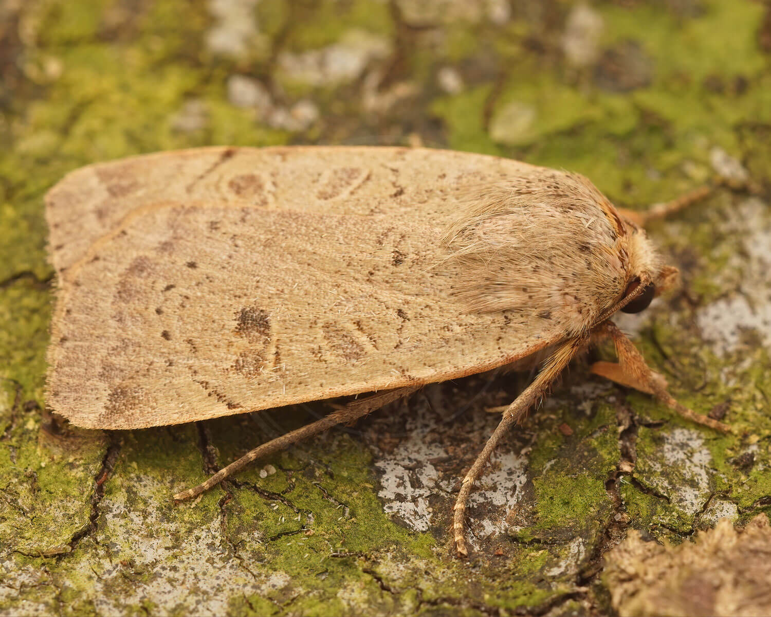 Svagtskygget Smutugle tæt på