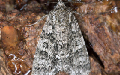 Syreugle Acronicta rumicis