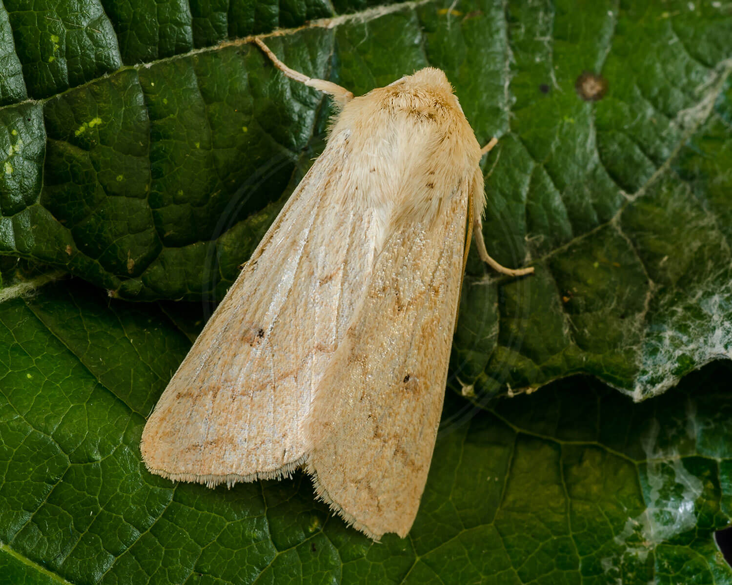 Takliniet Græsugle sidder på grønne blade