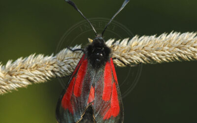 Timiankøllesværmer Zygaena purpuralis