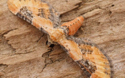 Torskemunddværgmåler Eupithecia linariata