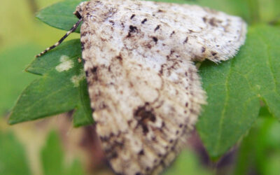 Tveplettet Bladmåler Mesotype didymata