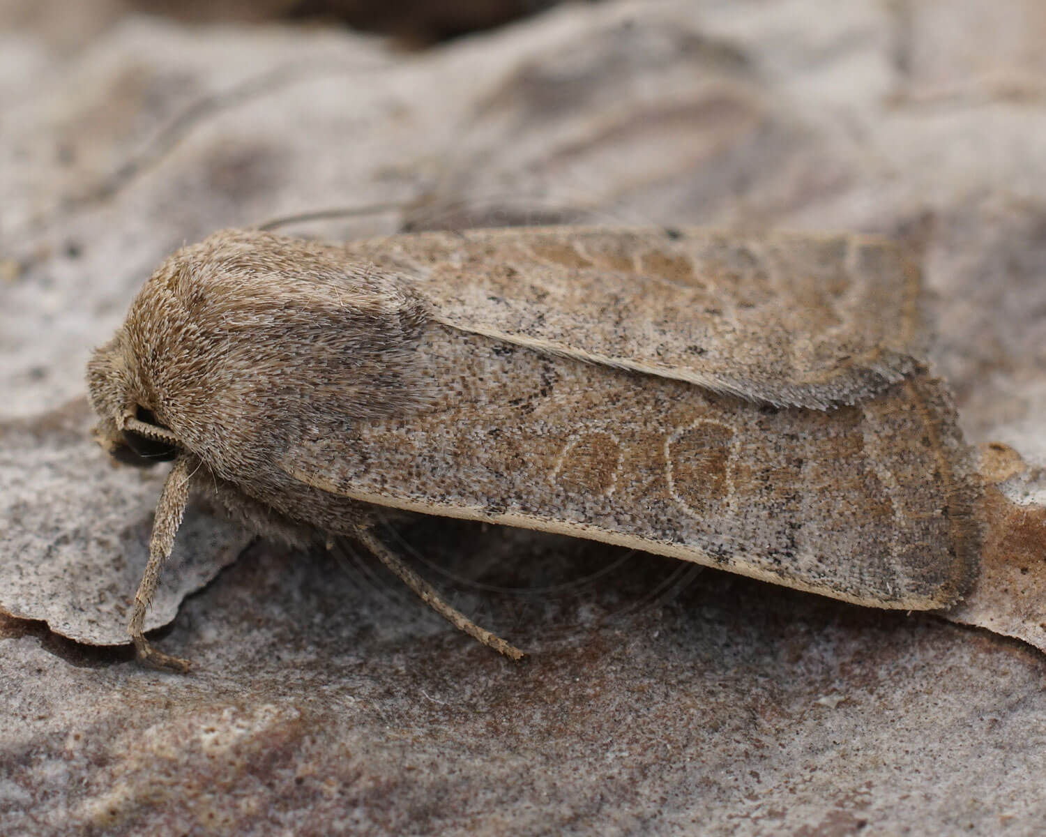 Tvivlsom Mus - natsommerfugl med mystisk navn