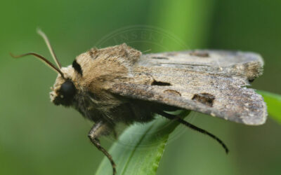 Udråbstegnsugle Agrotis exclamationis