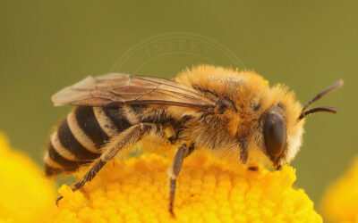 Vægsilkebi Colletes daviesanus